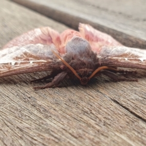 Oxycanus australis at Rugosa - 6 May 2024