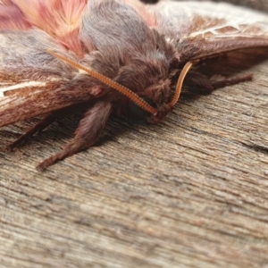 Oxycanus australis at Rugosa - 6 May 2024