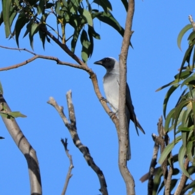 Coracina novaehollandiae (Black-faced Cuckooshrike) at Tahmoor, NSW - 6 May 2024 by Freebird