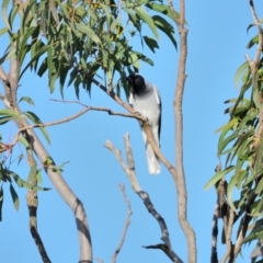 Coracina novaehollandiae at Wollondilly Local Government Area - 6 May 2024