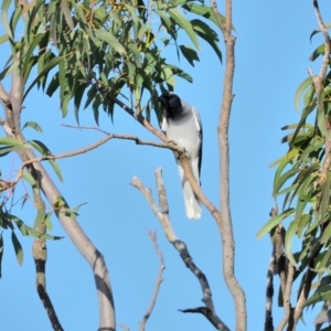 Coracina novaehollandiae at Wollondilly Local Government Area - 6 May 2024