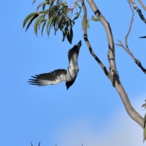 Coracina novaehollandiae at Wollondilly Local Government Area - 6 May 2024