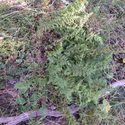 Cheilanthes sieberi subsp. sieberi (Mulga Rock Fern) at Mount Majura - 6 May 2024 by abread111