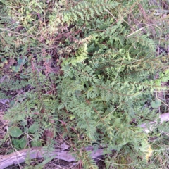 Cheilanthes sieberi subsp. sieberi at Mount Majura - 6 May 2024