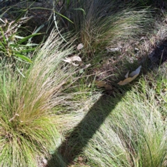 Nassella trichotoma at Mount Majura - 6 May 2024