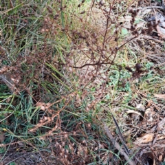 Hypericum perforatum (St John's Wort) at Mount Majura - 6 May 2024 by abread111