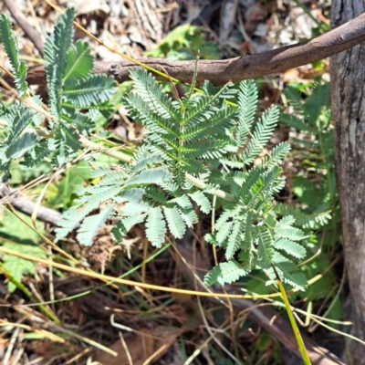 Acacia baileyana (Cootamundra Wattle, Golden Mimosa) at Mount Majura - 6 May 2024 by abread111
