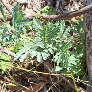 Acacia baileyana (Cootamundra Wattle, Golden Mimosa) at Mount Majura by abread111
