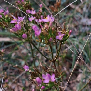 Centaurium erythraea (Common Centaury) at Watson, ACT by abread111
