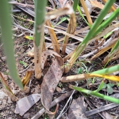 Carex tereticaulis at Mount Majura - 6 May 2024 11:27 AM