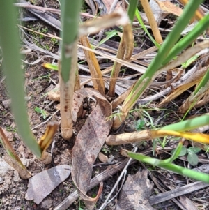 Carex tereticaulis at Mount Majura - 6 May 2024 11:27 AM