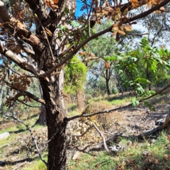 Sorbus domestica (Service Tree) at Mount Majura - 6 May 2024 by abread111
