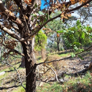 Sorbus domestica at Mount Majura - 6 May 2024 11:06 AM