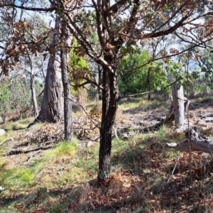 Sorbus domestica at Mount Majura - 6 May 2024