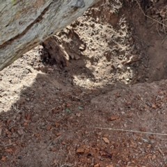 Oryctolagus cuniculus (European Rabbit) at Mount Majura - 6 May 2024 by abread111