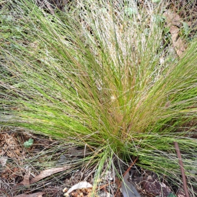 Nassella trichotoma (Serrated Tussock) at Mount Majura - 6 May 2024 by abread111