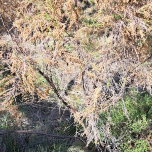 Cassinia sifton at Mount Majura - 6 May 2024