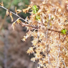 Cassinia sifton at Mount Majura - 6 May 2024