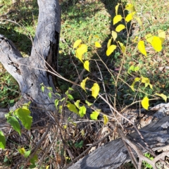 Celtis australis (Nettle Tree) at Watson, ACT - 6 May 2024 by abread111