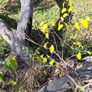 Celtis australis at Mount Majura - 6 May 2024