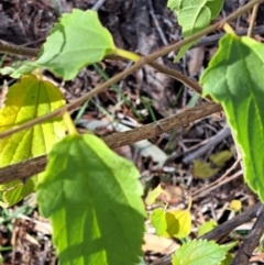 Celtis australis at Mount Majura - 6 May 2024