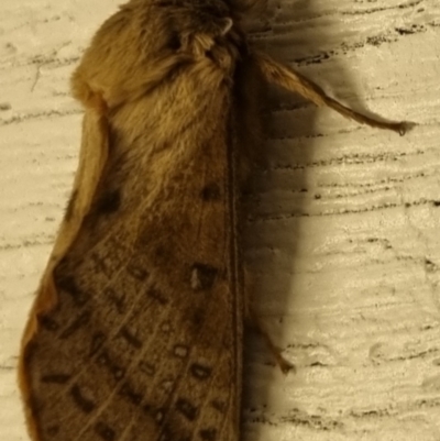 Oxycanus (genus) (Unidentified Oxycanus moths) at Bungendore, NSW - 6 May 2024 by clarehoneydove