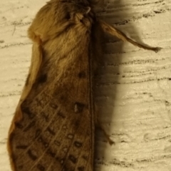 Oxycanus (genus) (Unidentified Oxycanus moths) at suppressed - 6 May 2024 by clarehoneydove