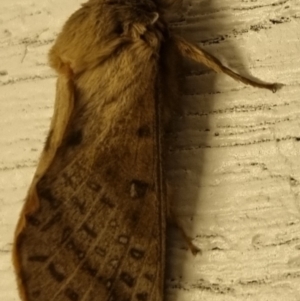 Oxycanus (genus) (Unidentified Oxycanus moths) at QPRC LGA by clarehoneydove