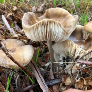 Oudemansiella gigaspora group at Yarralumla, ACT - 5 May 2024