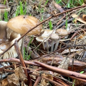 Oudemansiella gigaspora group at Yarralumla, ACT - 5 May 2024