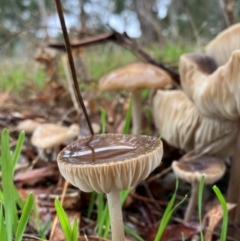 Oudemansiella gigaspora group at Yarralumla, ACT - 5 May 2024