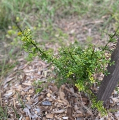 Citrus australasica (Finger-lime) at Garran, ACT - 4 May 2024 by ruthkerruish