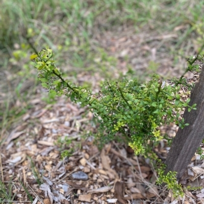 Citrus australasica (Finger-lime) at Hughes Garran Woodland - 4 May 2024 by ruthkerruish