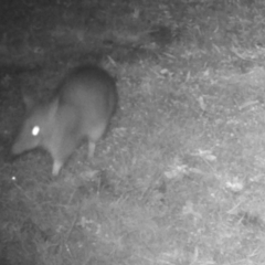 Perameles nasuta (Long-nosed Bandicoot) at Wingecarribee Local Government Area - 5 May 2024 by Aussiegall