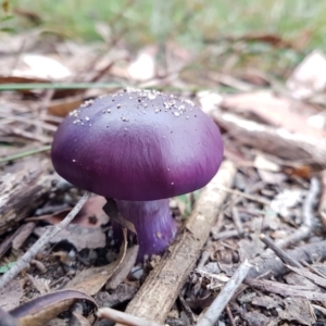 Cortinarius archeri s.l. at Wingecarribee Local Government Area - suppressed