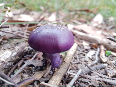 Cortinarius archeri s.l. at Wingecarribee Local Government Area - 28 Apr 2024 by Aussiegall