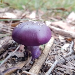 Unidentified Cap on a stem; gills below cap [mushrooms or mushroom-like] at Wingecarribee Local Government Area - 28 Apr 2024 by Aussiegall