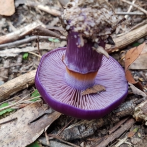 Cortinarius archeri s.l. at Wingecarribee Local Government Area - suppressed
