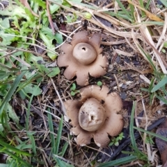 Geastrum sp. at Wingecarribee Local Government Area - 6 Apr 2024 by Aussiegall