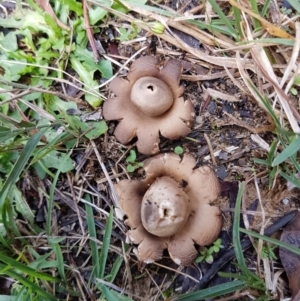 Geastrum sp. at suppressed by Aussiegall