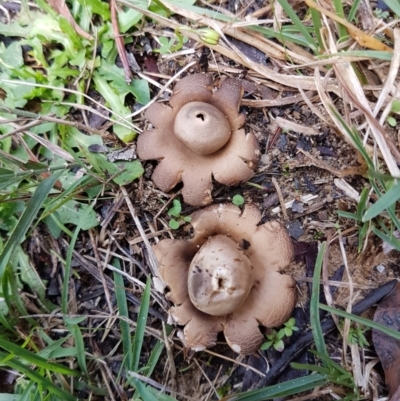Unidentified Spore sac on a star-like base [earthstars] at Sutton Forest, NSW - 6 Apr 2024 by Aussiegall