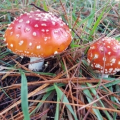 Amanita muscaria at Sutton Forest - 6 Apr 2024 by Aussiegall