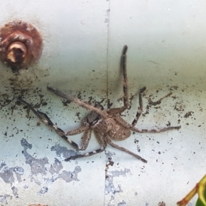 Neosparassus calligaster at Wingecarribee Local Government Area - suppressed