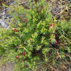 Styphelia humifusum (Cranberry Heath) at Wingecarribee Local Government Area - 6 May 2024 by Aussiegall