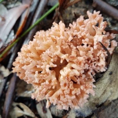 Ramaria sp. at Wingecarribee Local Government Area - 6 May 2024 by Aussiegall