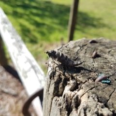 Boreoides subulatus (Wingless Soldier Fly) at Wingecarribee Local Government Area - 30 Apr 2024 by Aussiegall