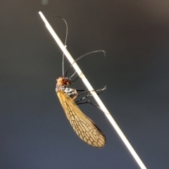 Chorista australis (Autumn scorpion fly) at Monitoring Site 114 - Remnant - 7 May 2024 by KylieWaldon