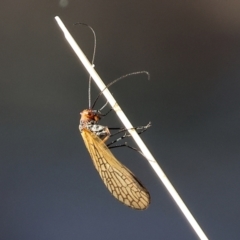 Chorista australis (Autumn scorpion fly) at Wodonga, VIC - 6 May 2024 by KylieWaldon