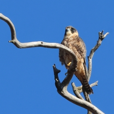 Falco longipennis (Australian Hobby) at Wodonga - 7 May 2024 by KylieWaldon
