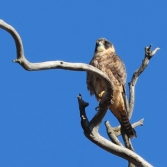 Falco longipennis (Australian Hobby) at Wodonga - 7 May 2024 by KylieWaldon